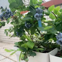 明年蓝莓结多少，一半是这10天决定的：促花还是停肥，先看你的盆是什么苗