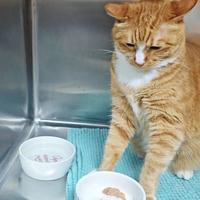 猫夏天不吃饭，先别急着换粮：3个信号分清“热”还是“病”，“饿两天”真不行