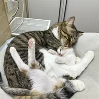 林高远的12只猫上了热搜，我翻完几十份多猫家庭账单：有些钱猫越多越省，有些钱一分少不了