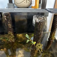 雨林缸不是毁于颜值，是毁于材料：3类最容易翻车的材料避坑指南