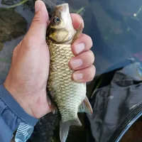 秋老虎不退,草洞大板鲫渔获刷屏:传统钓分清“活洞”“死洞”,比饵料更重要