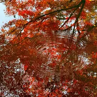 园林商拍号秒没、灵隐寺全面叫停：这个秋天拍汉服，先看清规则再掏妆造钱