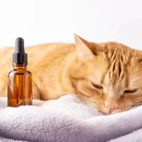 多特瑞群里在教人给猫抹精油，芳疗协会官方文章却说猫和精油不相容