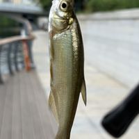 出伏了，秋鱼要开口：手里这套钓之屋装备，哪些该换、哪些该留？