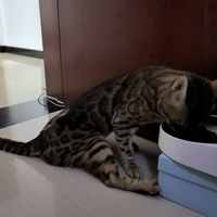 猫后腿突然无力，第一反应是换粮？先别急，把这份分诊清单走一遍