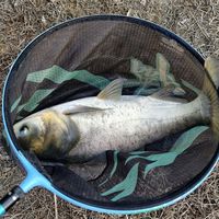 有人说钓60公分，有人说钓6米：钓鲢鳙找鱼层，到底该听谁的？
