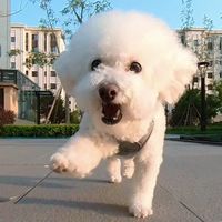小型犬进入老年，第一件事不是换粮：先查牙，再看体况，第三是算账