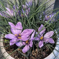 藏红花不土培也能开花？架栽、水培、土培三种玩法，下种前先想清楚