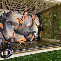 倒钓刷屏路亚圈：高温天没口先别换装备，刺鱼时机和钩铅距离一次说清