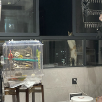 猫坠楼治疗7000元起步，封窗只要39元：通风季养猫家庭的免打孔封窗清单
