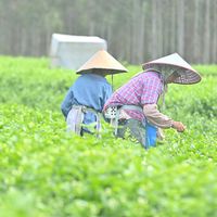 横州茉莉遭了洪水，鲜花价从5元涨到50多块又回落：自制花茶的先别急着囤，但今年有两种茶要留心