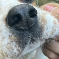 破防了！狗狗悄悄记住我的习惯，比我想象中更爱我