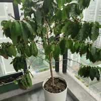 在家种咖啡真能省下咖啡钱？算了笔账：至少等3年，一棵树可能只够结一杯的豆