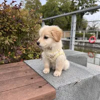 训犬的钱怎么花：从388元体验课到1.58万寄训，差价40倍里的门道