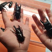八月下旬虫季换防：独角仙进入倒计时，幼虫、秋甲怎么接，先把这几笔账算清楚