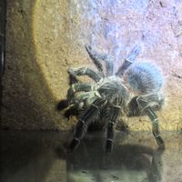 25块的跳蛛、一百多的捕鸟蛛：入坑宠物蜘蛛，到底要花多少钱才不踩坑？