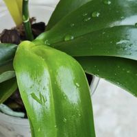 8月底了，蝴蝶兰这“4种”叶片抓紧剪！否则影响秋冬开花