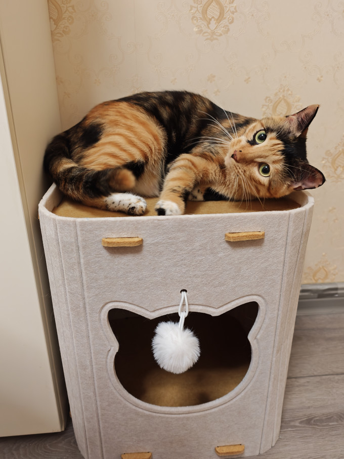猫狗窝