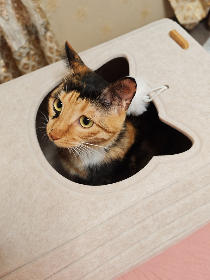 猫狗窝