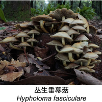 一位主任医师全家连中三年毒：我们盘了这季野生菌翻车案例，大多栽在同几步上