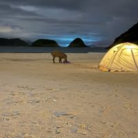 一晚拱烂4顶帐篷、一根蛋白棒拖走背包：我盘了麦理浩径两年的野猪记录，发现3个规律和1个误区