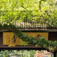 还想去灵隐寺吃那碗素面？十方苑已停业一年，现在景区内是这三碗在接班