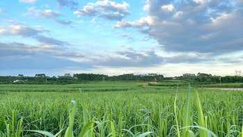 糖价悄悄创了14个月新高：一瓶饮料只贵8分钱，但这3类饮品是真要涨，囤不囤看这篇