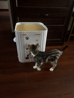 可爱又实用，这款毛毡猫窝体验分享