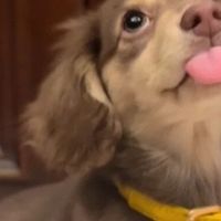 8月狗粮排行榜小型犬狗粮品牌对比，哪个比较好？有值得选的吗？