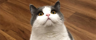 英短成猫吃什么猫粮好？2026年8月英短成猫猫粮推荐