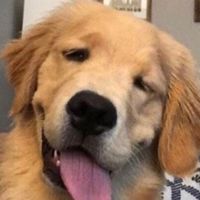 最新狗粮排行榜前十，从平价到高端，大型犬适合的狗粮有哪些？