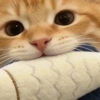 猫咪干吃不胖不知道怎么选猫粮?五款长肉发腮猫粮养出圆润小猪猫