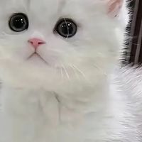 测评品牌联盟网选粮干货:十款热门猫粮,搞定猫咪软便不长肉难题