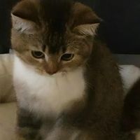猫咪吸收差长肉难怎么选猫粮？五款长肉发腮猫粮养出圆润小猪猫