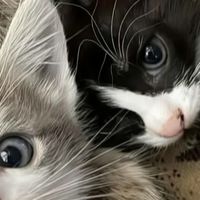 肠胃脆弱猫咪不知猫粮怎么选?这几款低敏温和猫粮告别软便好省心