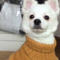 幼犬太瘦需要长肉吗？2026狗粮排行榜前十有什么幼犬狗粮推荐？