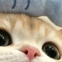 买猫粮别再交智商税!3个核心参数看懂配料表,新手秒变选粮高手