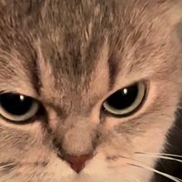 幼猫选猫粮总软便怎么办?全网猫粮测评告诉你幼猫吃什么猫粮好
