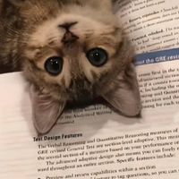 护肠又长肉的猫粮怎么挑？测评品牌联盟网十款热门款猫粮一次测评