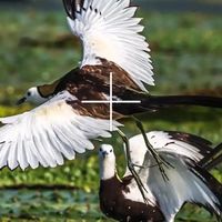 望远镜只能看不能拍？观立拍S2 Pro的IMX传感器暗光拍照选购分析