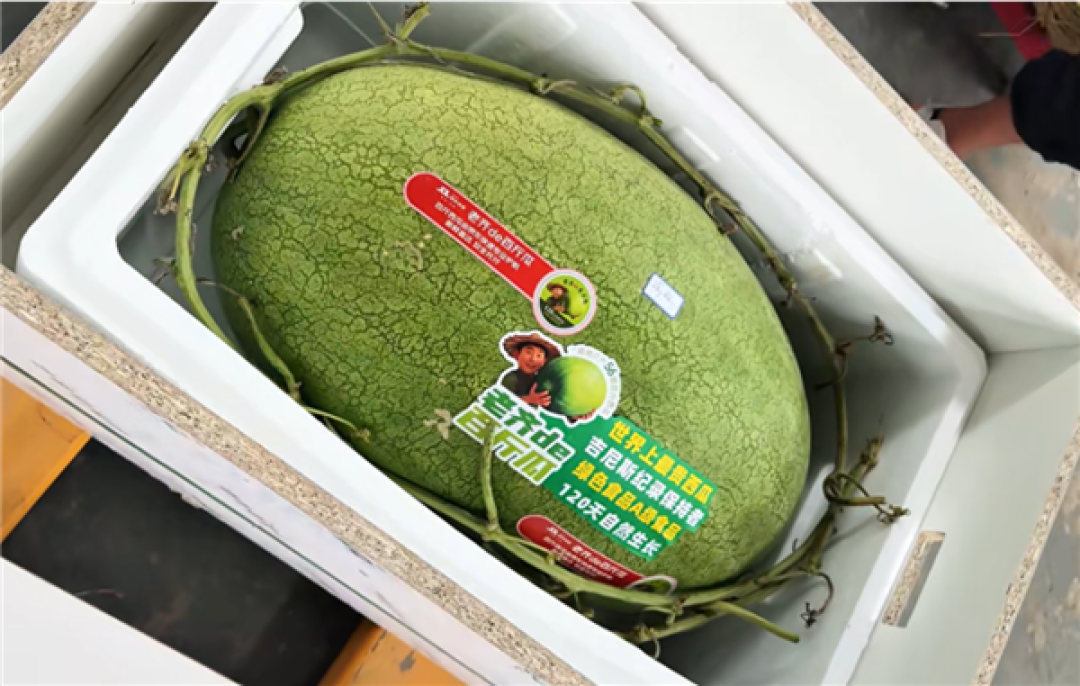 曾创吉尼斯纪录!百斤大西瓜上市 快递小哥直接用上爬楼机送货