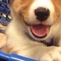 高性价比狗粮怎么选？​大型犬增肌长肉值得一试的品牌推荐