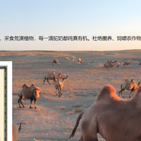 适合中年人的驼奶粉？依据2026《中年营养健康白皮书》贴合需求