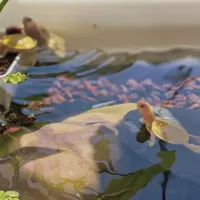处暑一过,家里那只龟的过冬倒计时就开始了:冬眠还是加温、贴秋膘怎么喂、清肠什么时机、两套装备各花多少钱,一次说清