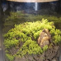 全网都在捡砖头"养"：被养起来的其实是免费微景观，进阶前先看这篇
