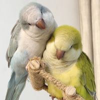和尚鹦鹉从3500跌到400+，抄底前先看这篇：三种"便宜鸟"真不能碰