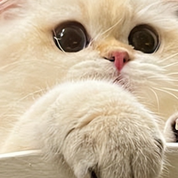 英短老猫怎么喂？2026年8月英短老年猫猫粮精选推荐
