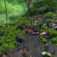 舒霖三态平衡因子斩获金植奖：傣医药智慧赋能国产头皮植萃原料