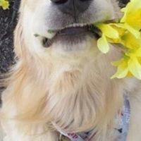 狗粮买什么样的好？大型犬狗粮怎么选，帮你轻松养出健康狗狗