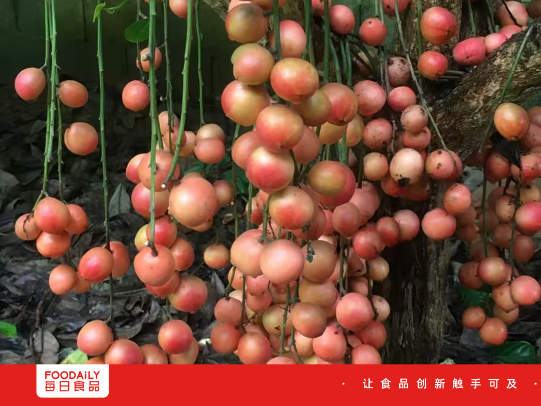还在卷黄皮、青芒？这颗“挂在树上的宝石”才是隐藏大佬